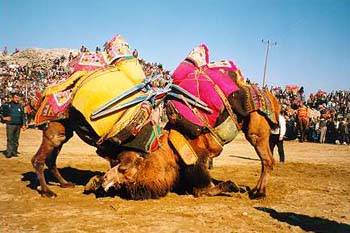 Camel fighting