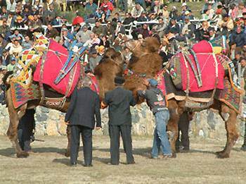 camel wrestling in kusadasi